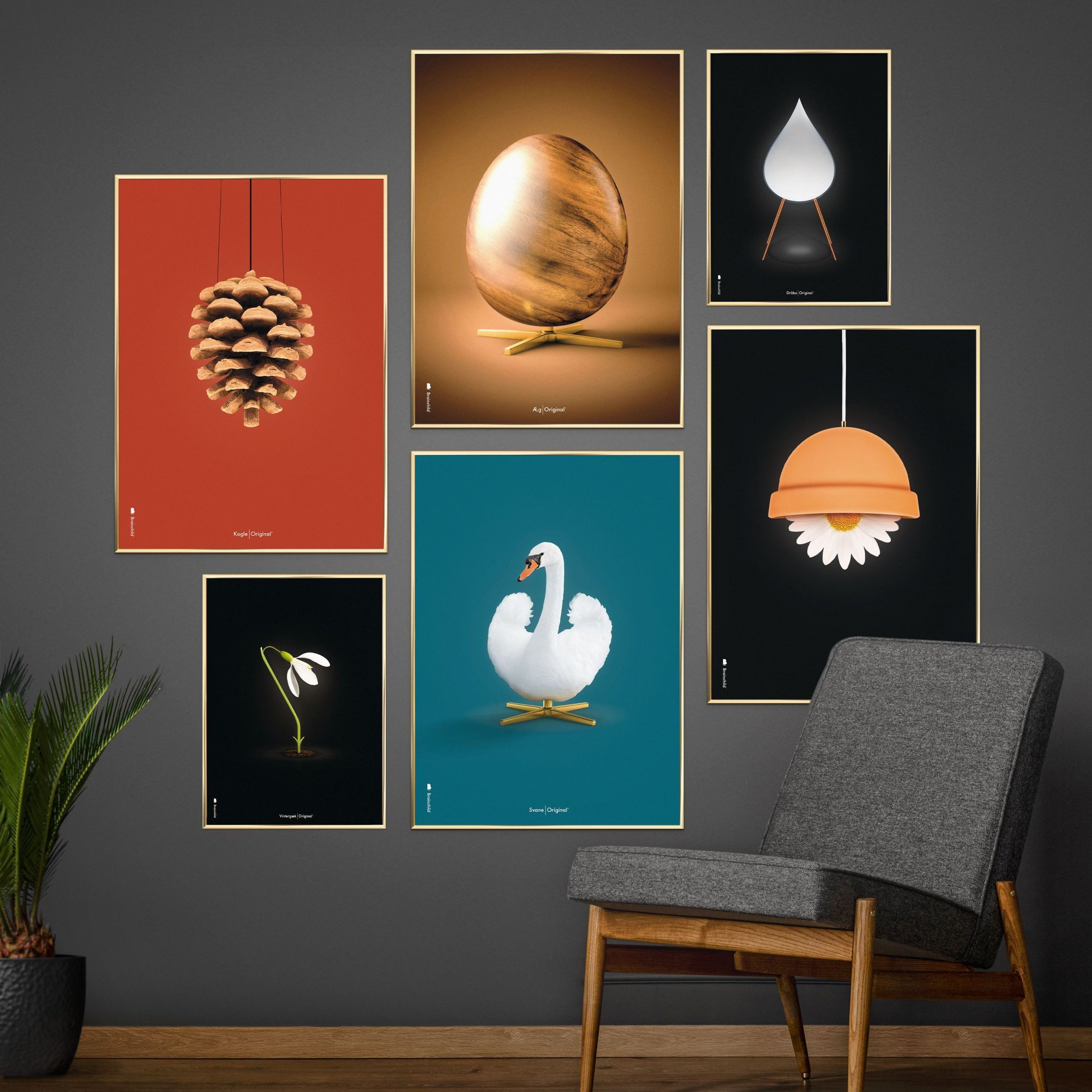 Brainchild Swan Classic Poster, ram i mörkt trä 30x40 cm, petroleumblå bakgrund