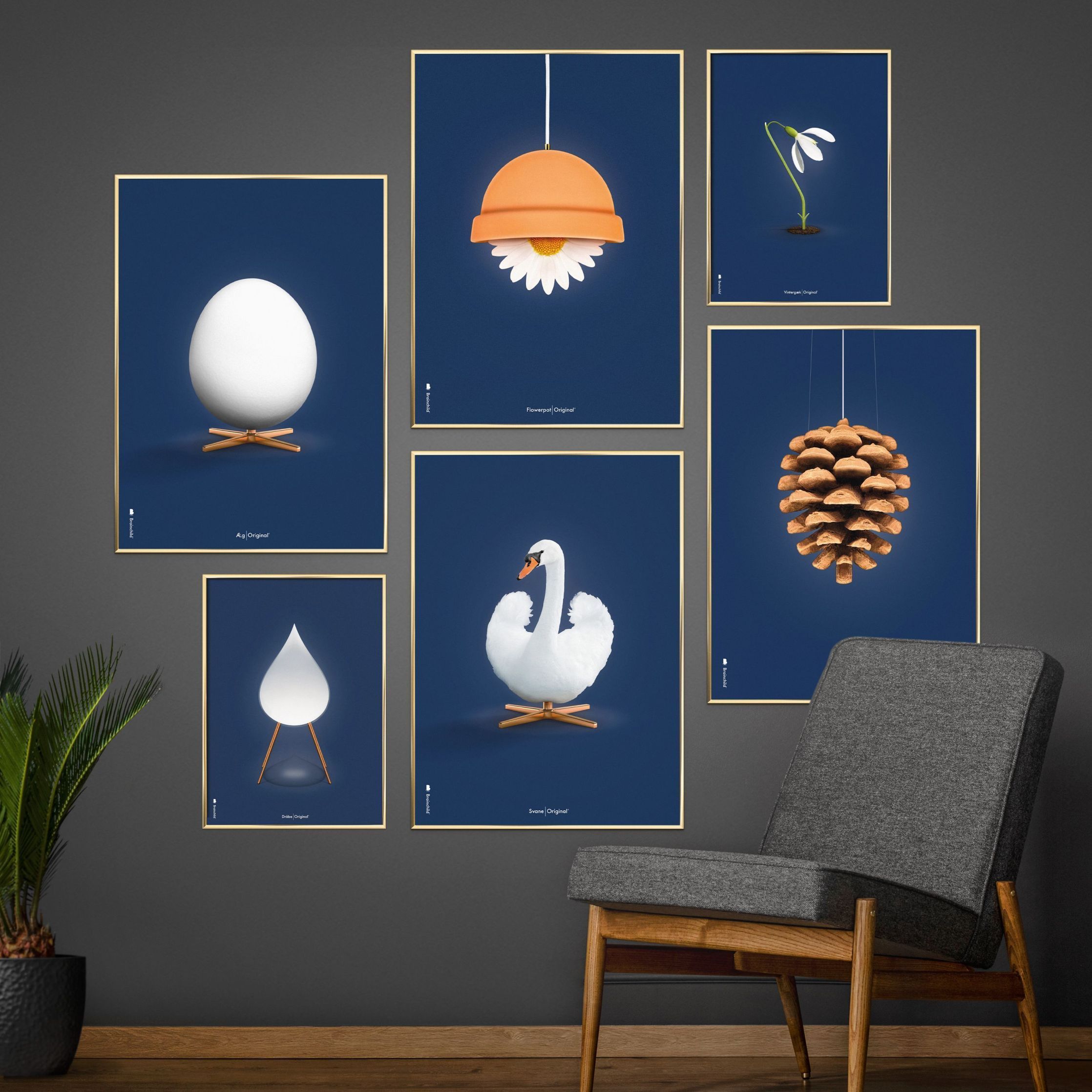 Brainchild Swan Classic Affisch, ram i mörk trä 50x70 cm, mörkblå bakgrund