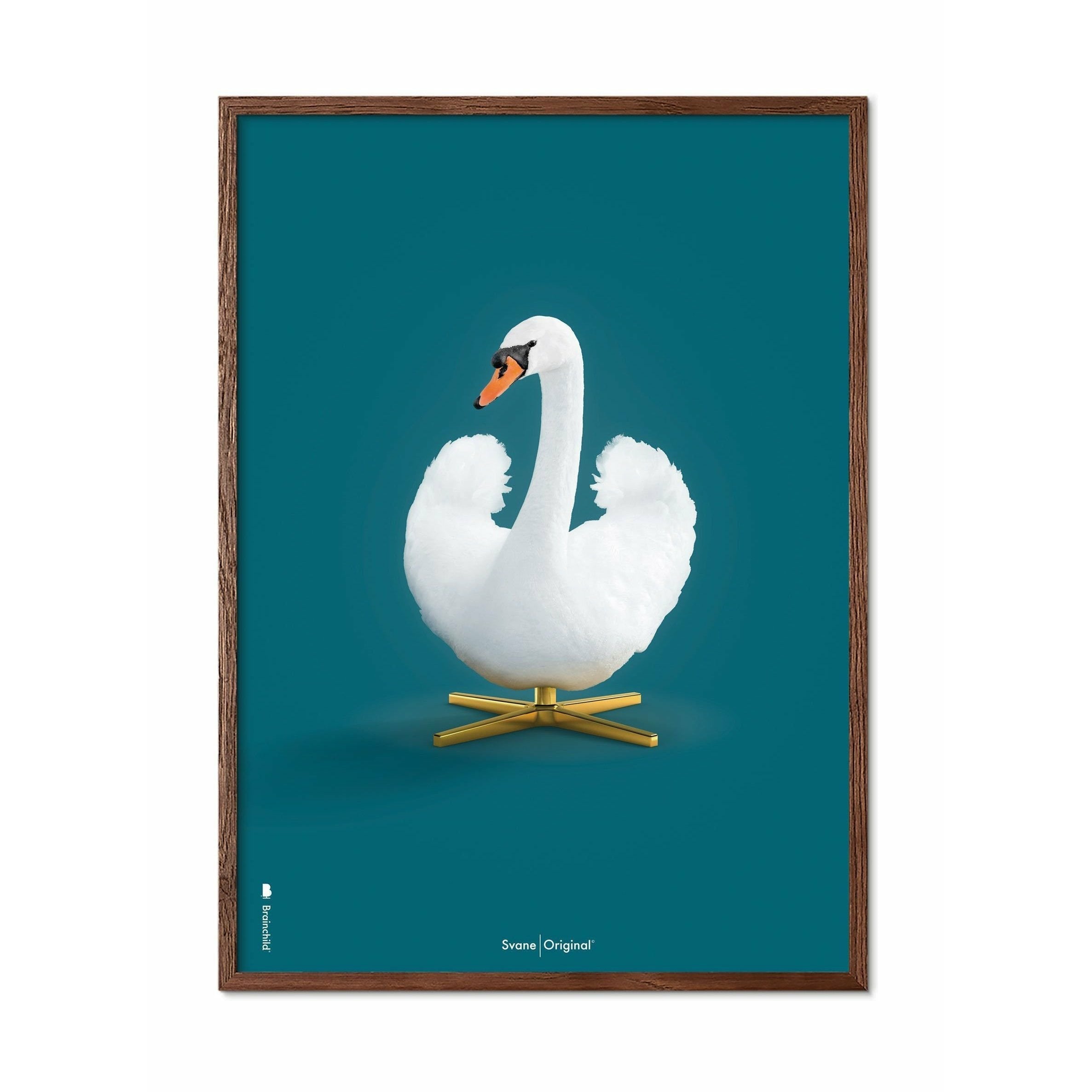 Brainchild Swan Classic Poster, ram i mörkt trä 70x100 cm, petroleumblå bakgrund