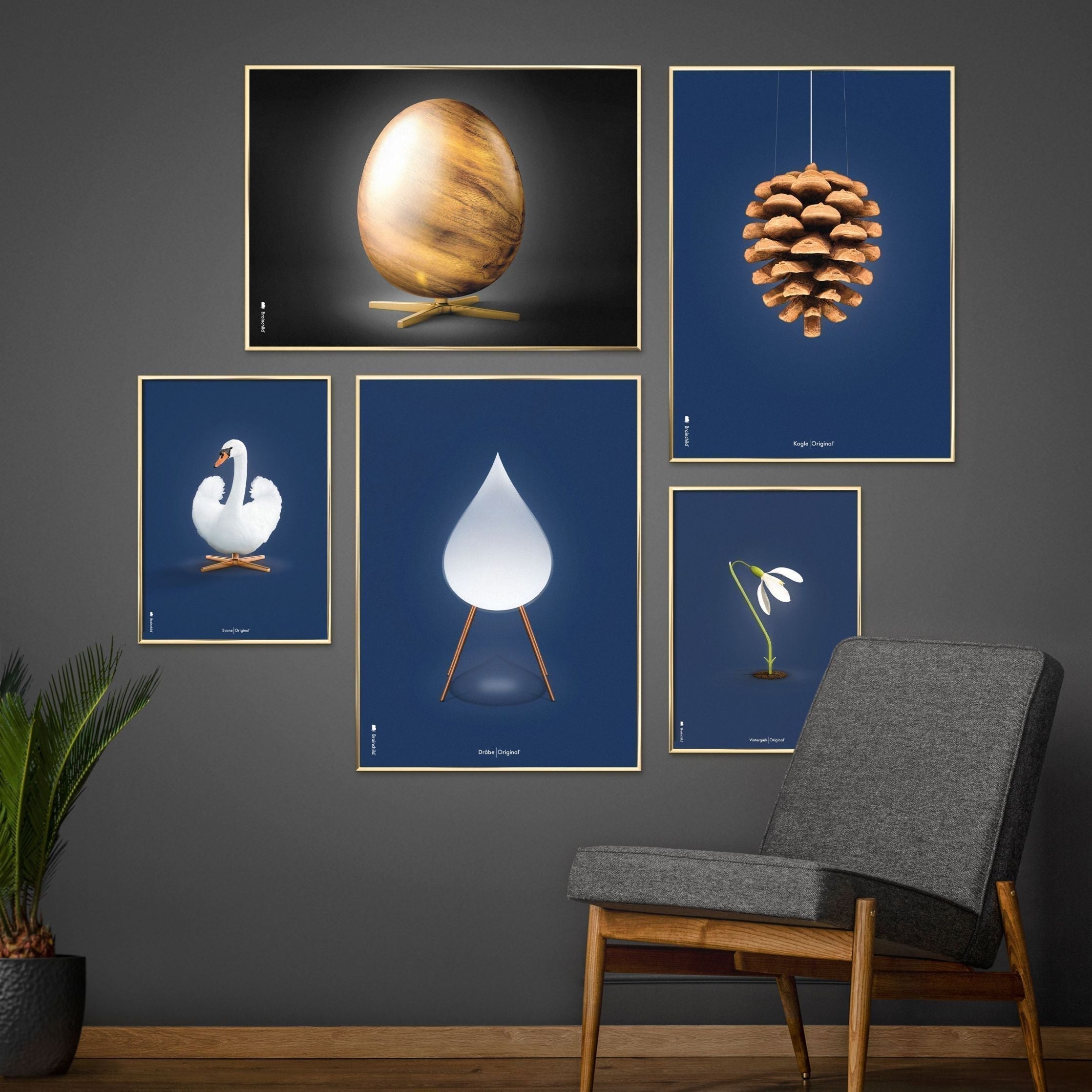 Brainchild Swan Classic -affisch, ram i mörk trä A5, mörkblå bakgrund