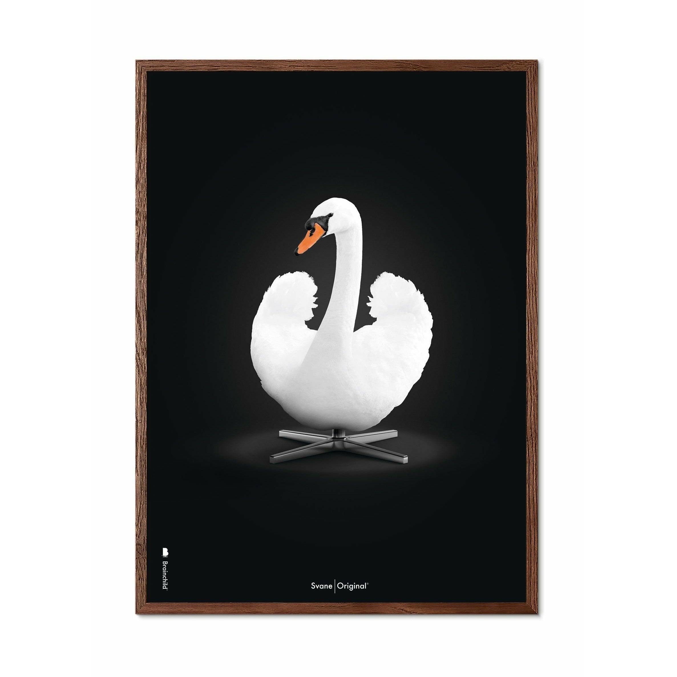 Brainchild Swan Classic -affisch, ram i mörkt trä A5, vit/svart bakgrund