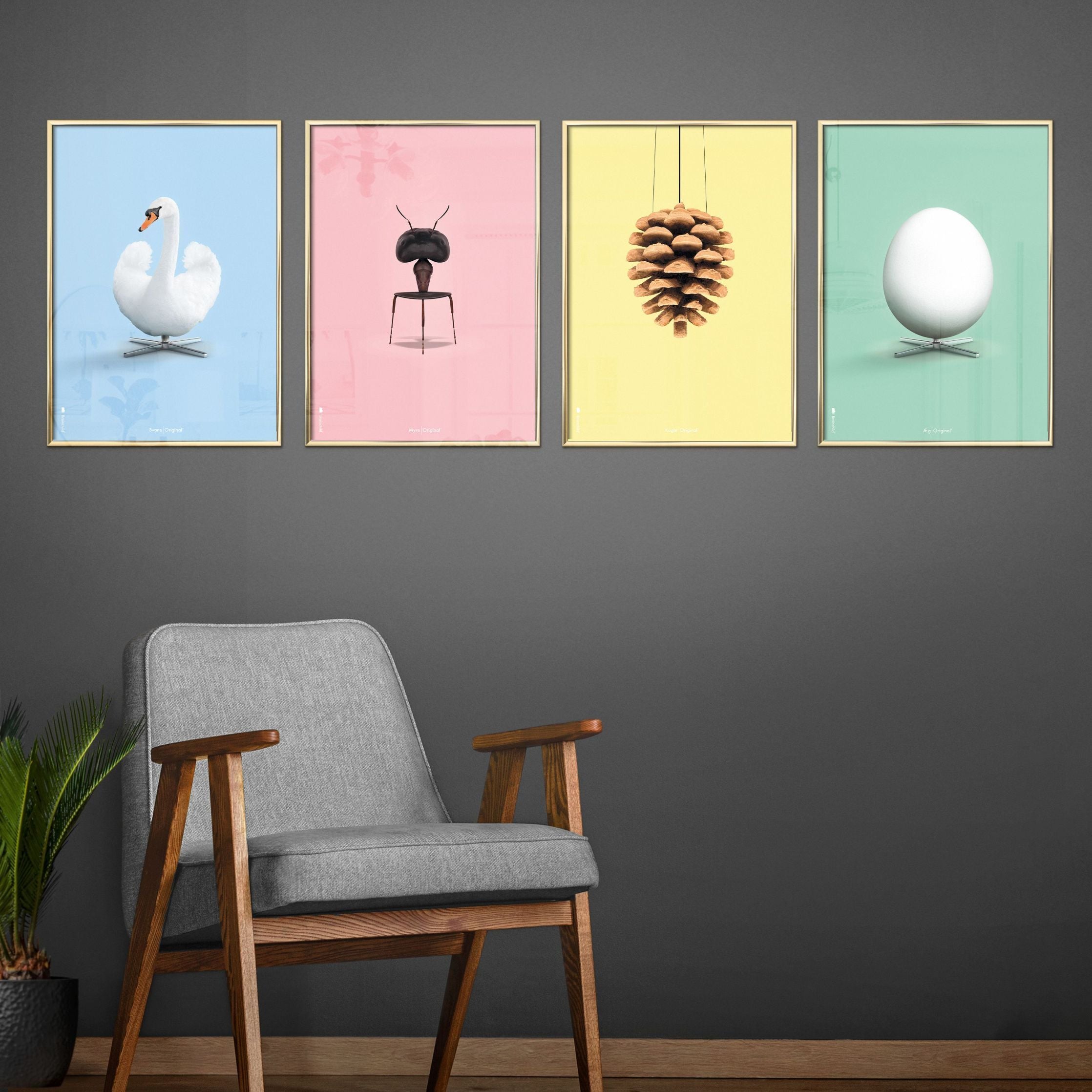 Brainchild Swan Classic Affisch, ram i ljus trä 50x70 cm, ljusblå bakgrund