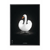 Brainchild Swan Classic Poster, ram i svart -målat trä 70x100 cm, vit/svart bakgrund